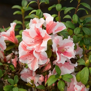 Encore Sunburst Azalea